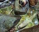 早い♪即日対応♪札幌近郊での釣り及び穴場教えます 貴方と魚達の架け橋！魚達との出会いをサポートさせてください! イメージ2