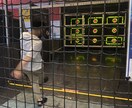素晴らしいアドバイスはできませんが、何でも聞きます それなりのいい声で何でも聞きます！ イメージ1