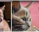 猫、犬など動物の描き方を23動画＋特典で納品します パステルでリアルな動物を描く方法をプロの講師が徹底解説！！ イメージ7
