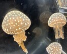 日頃の悩みや愚痴お聞きします お気軽にご相談ください！最短1分で始められます！ イメージ1