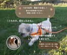 愛犬愛猫を看取った経験者がシニア期の不安聴きます シニア期・介護の不安や本音…一人で抱え込まずお話しください イメージ1