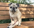 継続ペットお悩みセッション承ります ～お話されることで飼い主さまの心が少しでも和らぎますように～ イメージ1
