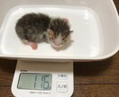 あなたのお悩み心を込めてお聴きします 心理カウンセラー、動物看護師 ２つの資格でサポートします イメージ4