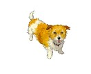 愛犬の似顔絵イラストを描きます ☺︎ SNSのアイコンや個人用オリジナルグッズにも◎ イメージ6
