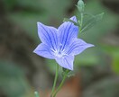 人知れず頑張っているあなたのことを褒めます 誰も認めてくれない！そんな不満をぶつけて下さい。 イメージ4