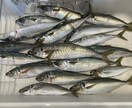 子供の『釣れた！』を引き出す！思い出作り教えます 釣りをやってみたい親御さんに子供と楽しむためのポイント解説！ イメージ1