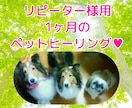 リピーター様用☆1ヶ月のペットヒーリング行います じっくり癒してご機嫌に過ごしましょう☆彡 イメージ1