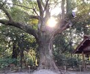 あなたの中に眠っている自然が目を覚まします 何もしなくても流れに任せていれば良いのですよ。 イメージ5
