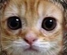 ランキングサイトを※1ヶ月間※クリックします。２サイトまで！ イメージ1
