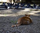 レタッチ無料！東海地方でスナップショット撮影します 動画背景などに使える画像を一眼レフで撮影しレタッチします イメージ1