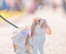 ペットフォトグラファーが可愛い一瞬を撮影します 何気ない毎日が、かけがえのない思い出になりますように イメージ2