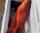 初めての魚突きをゼロからサポートします 経験者が安全な始め方と道具選びを丁寧にサポート イメージ2