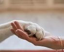 気功で家族やペットのヒーリングできるようになります 他者へ伝授やオリジナル技術作成も学べる気功師ヒーラー養成講座 イメージ10