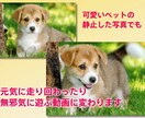 世界で一つのAIによるメモリアル動画を作成します 家族や学校時代の写真、ペットや思い出の写真を動画に再現します イメージ3