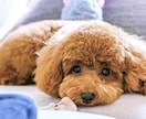 ペットに関するご相談承ります 動物に関する相談等、お悩み事に対しての解決策をお手伝いします イメージ5
