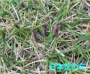 芝生のお悩み聞きます 野芝、コウライ芝、ティフトン、セントオーガスチンなどのご相談 イメージ3