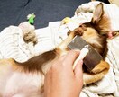 愛犬のお困り事相談に乗ります 愛犬のしつけやお困り事相談に乗ります。 イメージ1