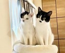 動物(セキセイインコ、猫)に関するお話しをします とくに、鳥さん猫ちゃんに関する情報です愛する家族の一員の為に イメージ2