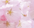 木花咲耶姫さま桜花ヒーリング　アチューメントします 眠っている才能の開花やヒーリングに！ イメージ1