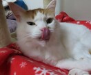 おまかせ基本8000円で愛猫(動物)描きます 印刷できるサイズで提供。猫以外は要相談。 イメージ6