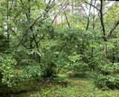 あなたのお話しをひたすらにお聴きします エネルギーを丁寧に取り扱います。 イメージ1