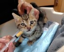 犬猫の介護・闘病がつらい方へ。話聞きます 大変な時、つらい時にそっと寄り添います。犬猫の介護経験あり。 イメージ3