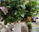 作れない方貴方の代わりに寄せ植えを作ります お庭や玄関を寄せ植えで華やかにしませんか。 イメージ5
