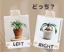 Which?どっち？二者択一を占います 迷う選択の参考や後押しに°⌖꙳あなたにより良い未来をお届け イメージ5