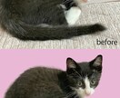 photoshopを使って写真の補正承ります 日常の写真をお気に入りの一枚にします！ イメージ3