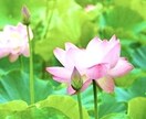パニック障害、うつ、化学物質過敏症のお話聞きます 理解されにくい香害製品の悩みや化学物質過敏症のことなど イメージ1