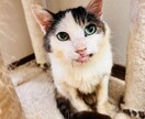 猫に関する相談を動物保護団体代表がお伺い致します 何でもお気軽にお話してくださいね！ イメージ3