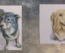 ペットの絵、描きます 大切なご家族の姿を、写真とはまた違う形で飾りませんか？ イメージ4