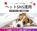 丸投げ【モニター価格】ペットのSNS運用代行します ペットの譲渡、ブランディングなど理想をペットのプロが叶えます イメージ1