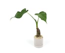 購入も可能!!  観葉植物をご提案します 植物200品種、プランター800鉢からご提案!!!! イメージ4