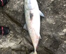 魚の釣り方教えます 根魚、青物、雑魚、ブラックバスショアからつれるものはなんでも イメージ1