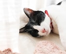 愛犬・愛猫など貴方のペットの気持ち霊視鑑定します お家・天国にいる貴方のご家族のペットちゃんの気持ちを視ます。 イメージ10