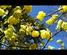気軽に使えるワイドサイズの「春の花」写真提供します HPやブログなどの素材にどうぞ・蕾写真があるもの含めて24枚 イメージ2