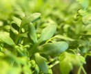 植物、食材を中心に色々な写真を投稿します ミクロの世界への挑戦と探検。まだ見ぬ世界へ。 イメージ9