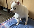 愛犬・愛猫のお写真から作品を制作します 大切な家族の思い出を形に残します イメージ6