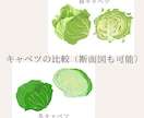 商用OK！食べ物・料理のイラスト描きます フリー素材で物足りない方へ、資料やサイトの挿絵に使える絵 イメージ3