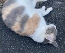 どんなお話でもお聞きします 些細なことから他の人には話せない事までなんでもお聞きします♪ イメージ2