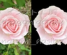 画像、写真編集いたします 画像修正も可能。余分な部分を消したり追加したり応相談 イメージ3