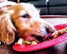 現役調理師犬の管理栄養士が食育のアドバイスをします '°☆　毎日の食べれたね　･｡*を増やしていきましょう イメージ7