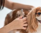 愛犬のお手入れ、躾アドバイス致します 愛犬のお世話、お手入れ、カット、躾アドバイス致します。 イメージ2