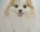 色鉛筆似顔絵肖像画描きます 世界に１つだけの愛犬、愛猫の似顔絵を原画でお渡します。 イメージ5