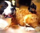 ペットちゃんとお話しさせて頂きます 動物とテレパシーで会話をします。亡くなった子でも可（条件付 イメージ1