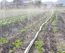体が欲しがる水で育てる農法･農業を提供します 「その水を変えるダケで！」野菜の革命!【ガイナ農法】 イメージ10