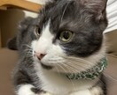 女子大生が静かに寄り添う、メッセージ相談にのります 文字だけで私の特性を活かしあなたにそっと寄り添います。 イメージ2