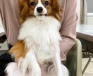 犬について困っている事。動物看護師が答えます 犬猫の日頃の疑問についてお答えします！ イメージ1