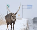 北海道旅行で野生動物に出会うコツを教えますます 北海道在住の動物写真家がご提案！ イメージ3